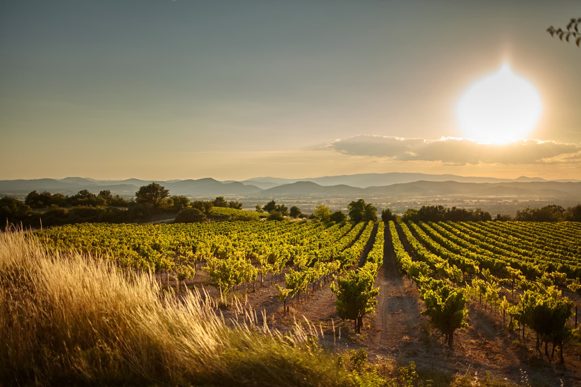 Vineyard rows at sunset, France